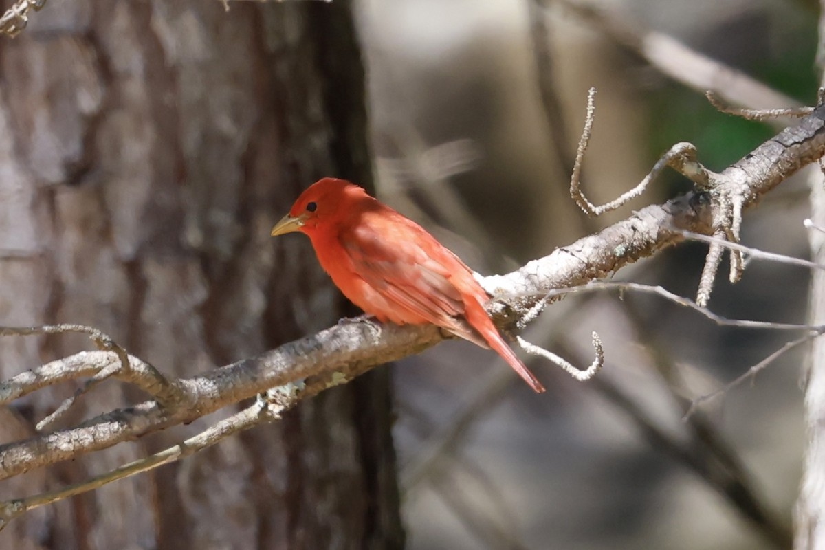 Summer Tanager - ML656918741