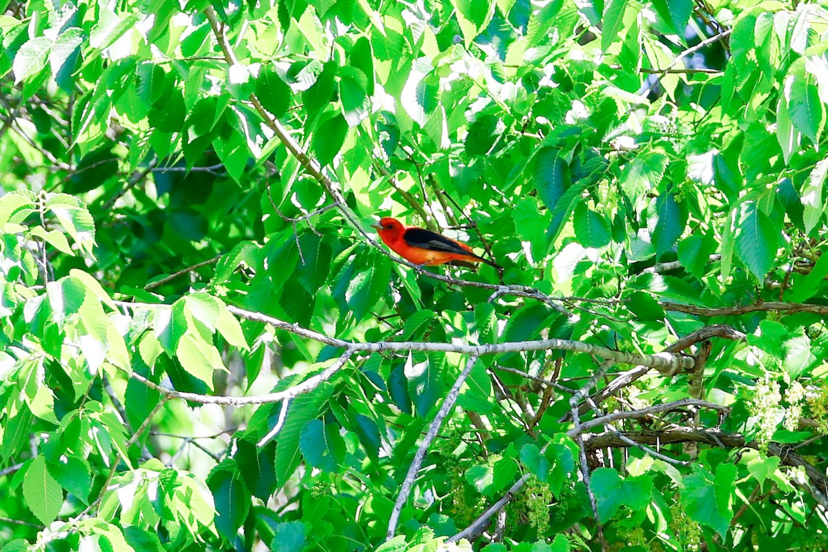 Scarlet Tanager - ML656918791