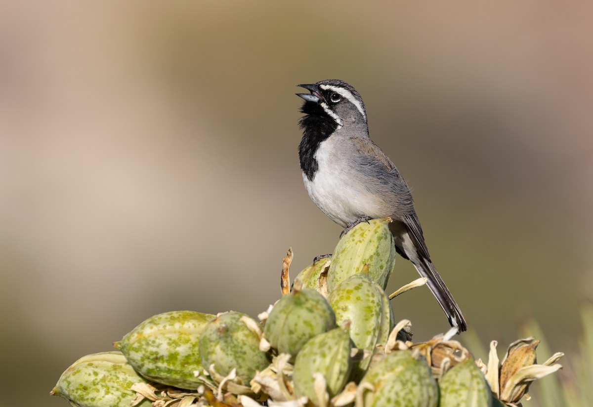 Black-throated Sparrow - ML656918942