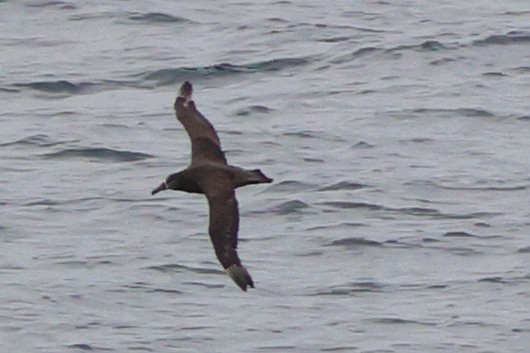 Black-footed Albatross - ML656921180