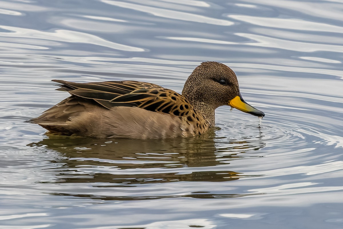 Yellow-billed Teal - ML656921260