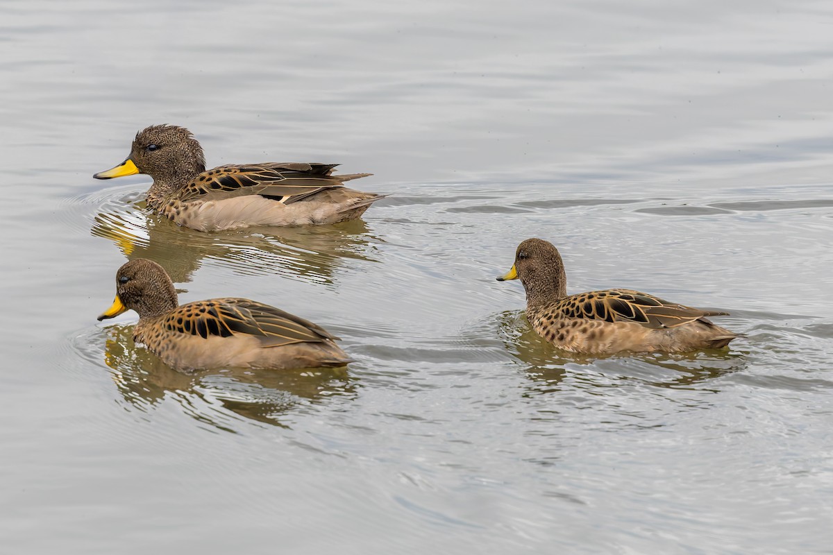 Yellow-billed Teal - ML656921261
