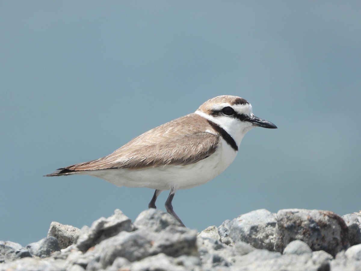 Kentish Plover - ML656922584
