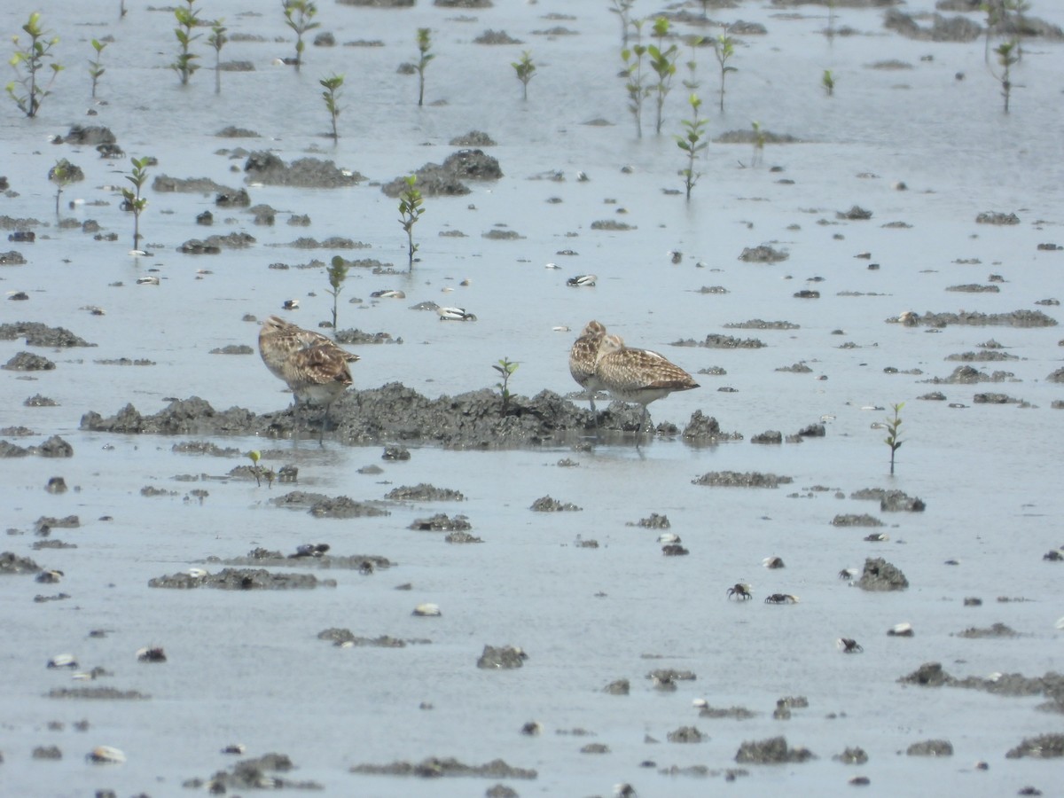 Eurasian Whimbrel - ML656922616