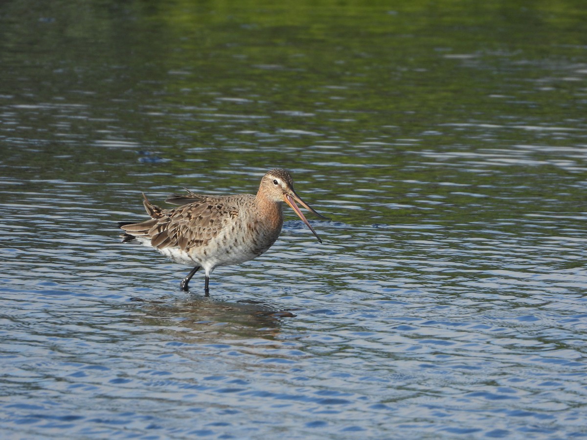 Black-tailed Godwit - ML656922638
