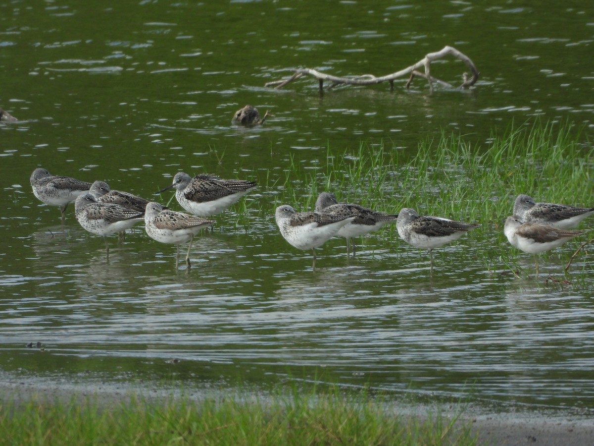 Common Greenshank - ML656922740