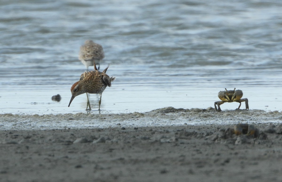 Sharp-tailed Sandpiper - ML656922764