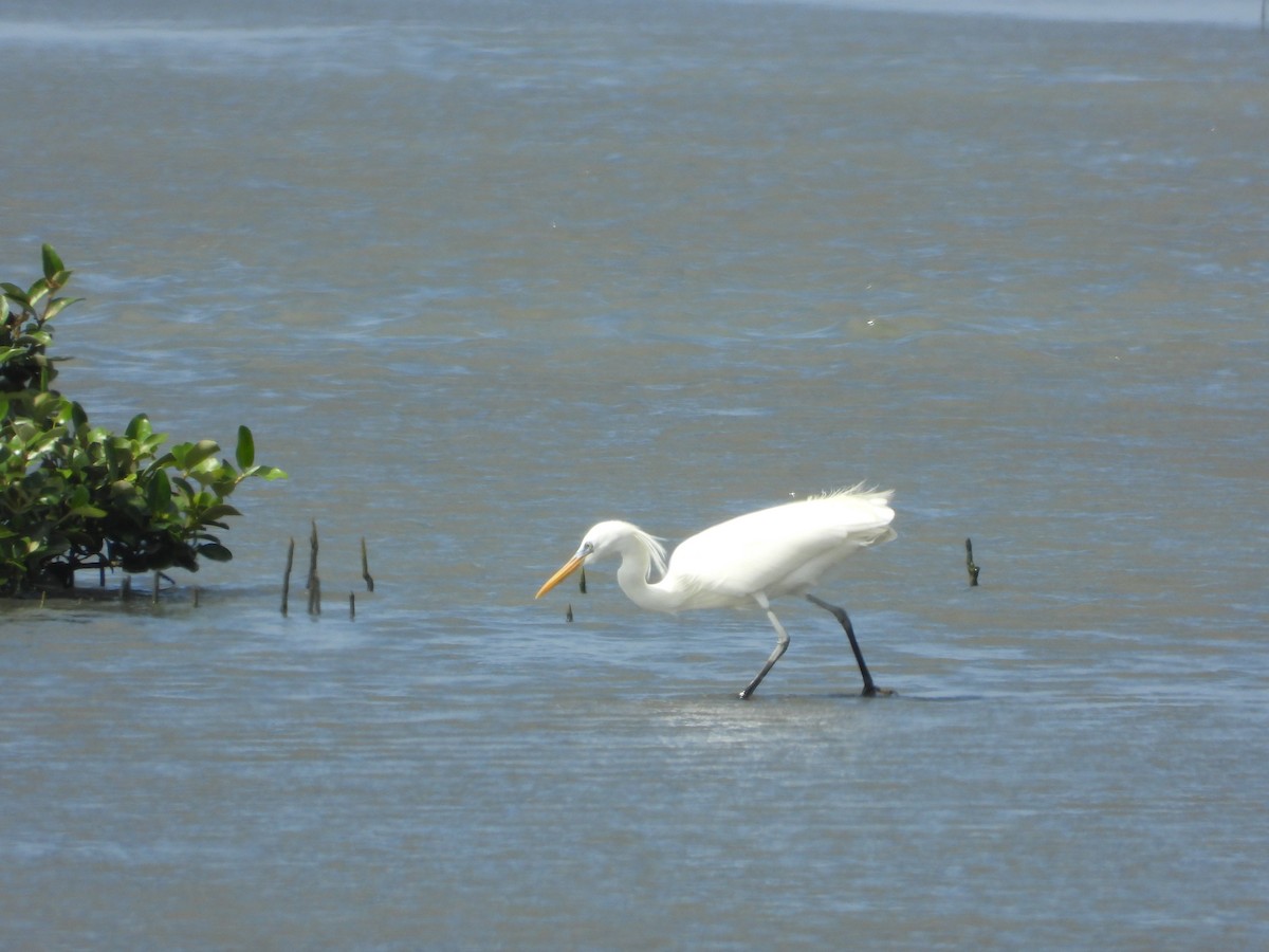 Chinese Egret - ML656922850