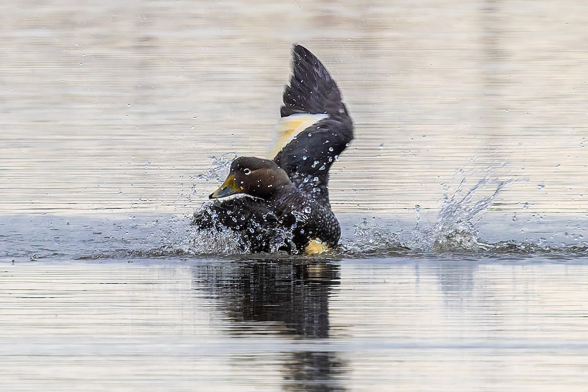 Flying Steamer-Duck - ML656924367