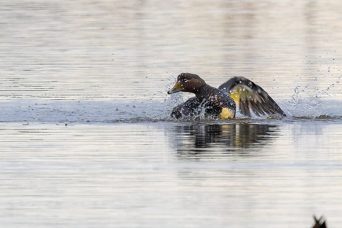 Flying Steamer-Duck - ML656924368