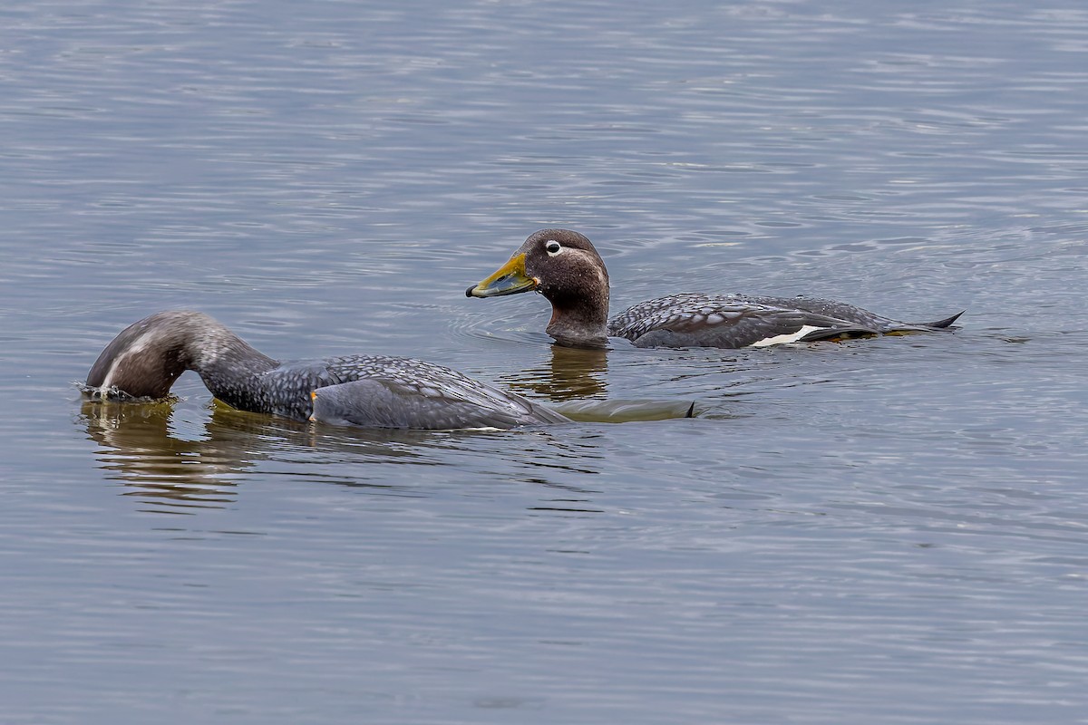 Flying Steamer-Duck - ML656924369
