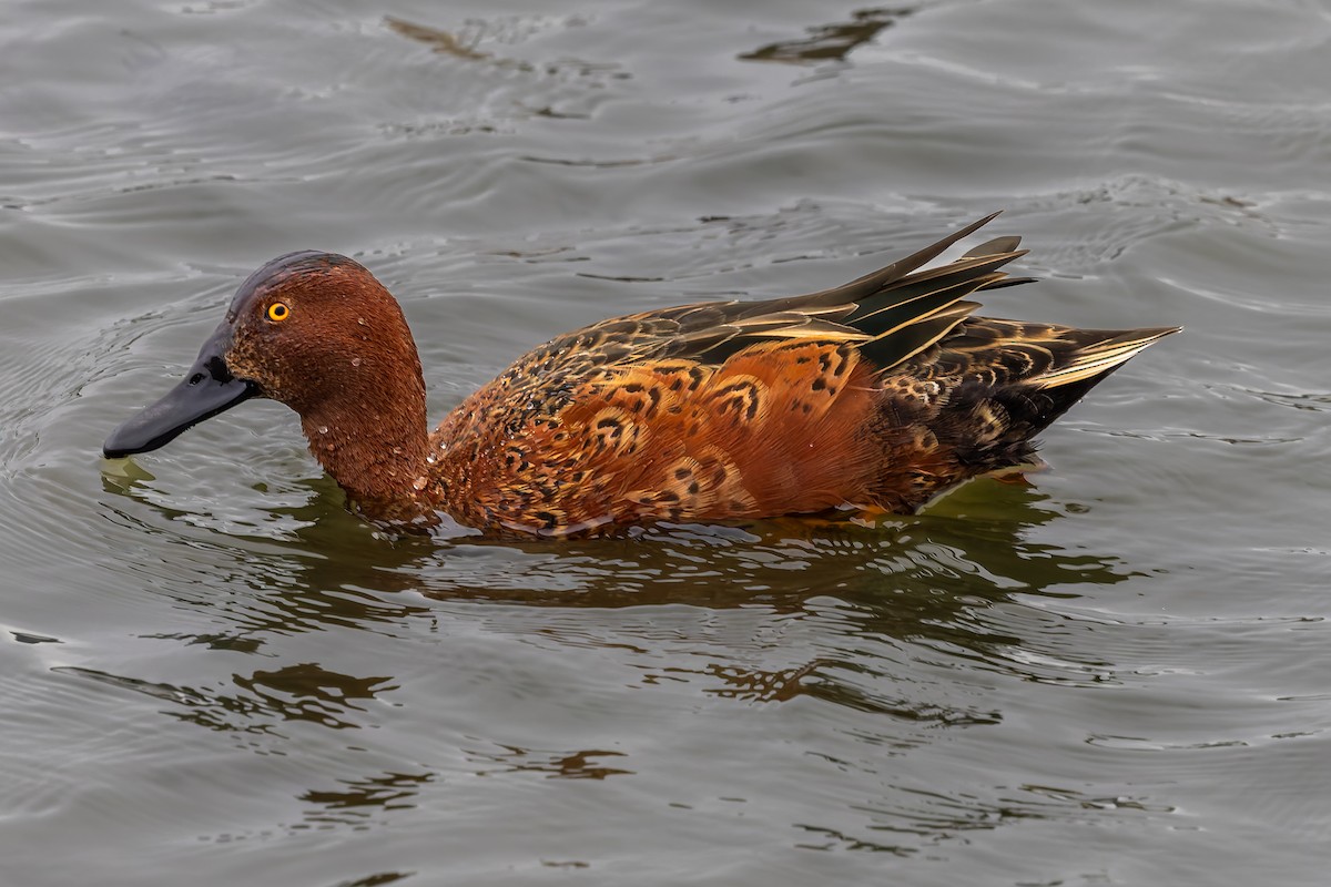 Cinnamon Teal - ML656924410