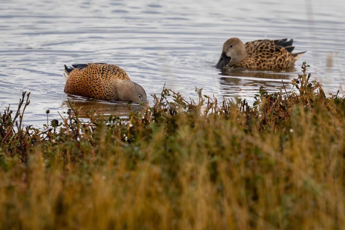 Red Shoveler - ML656924439