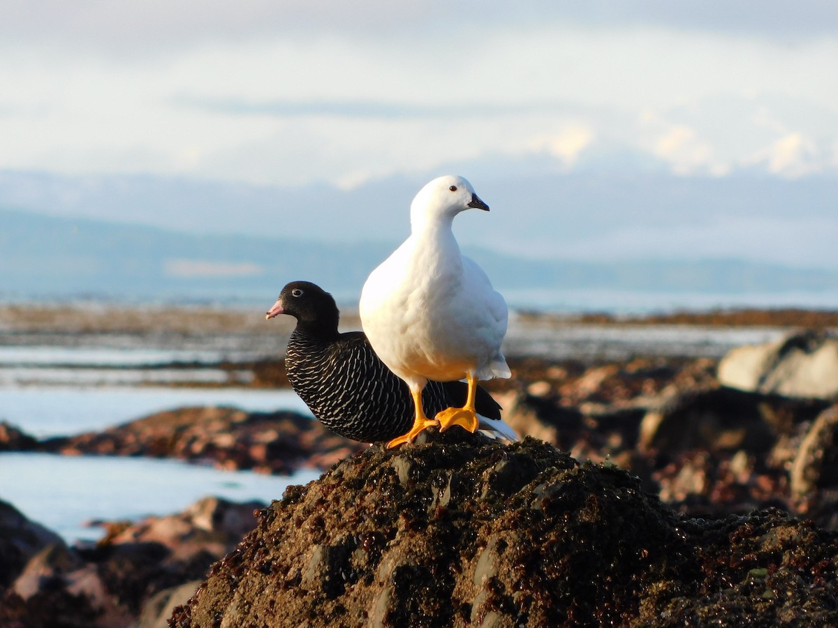 Kelp Goose - ML656926372