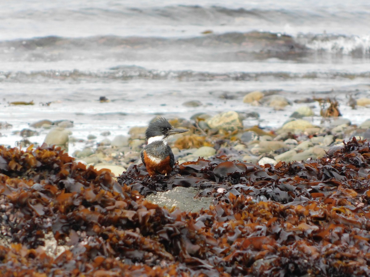 Ringed Kingfisher (Patagonian) - ML656926539