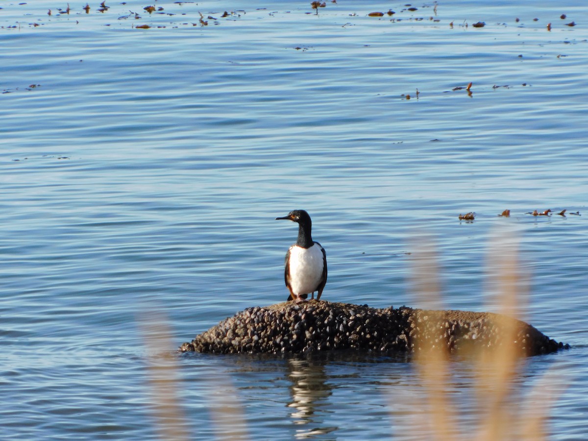Magellanic Cormorant - ML656926600