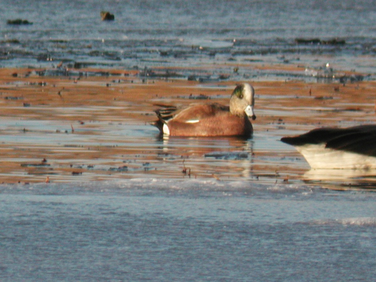 American Wigeon - Daniel Casey