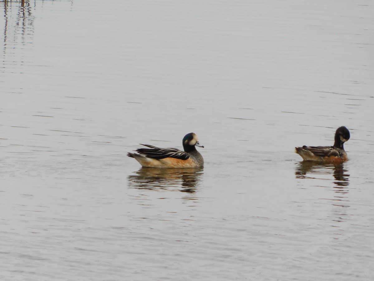 Chiloe Wigeon - ML656926753
