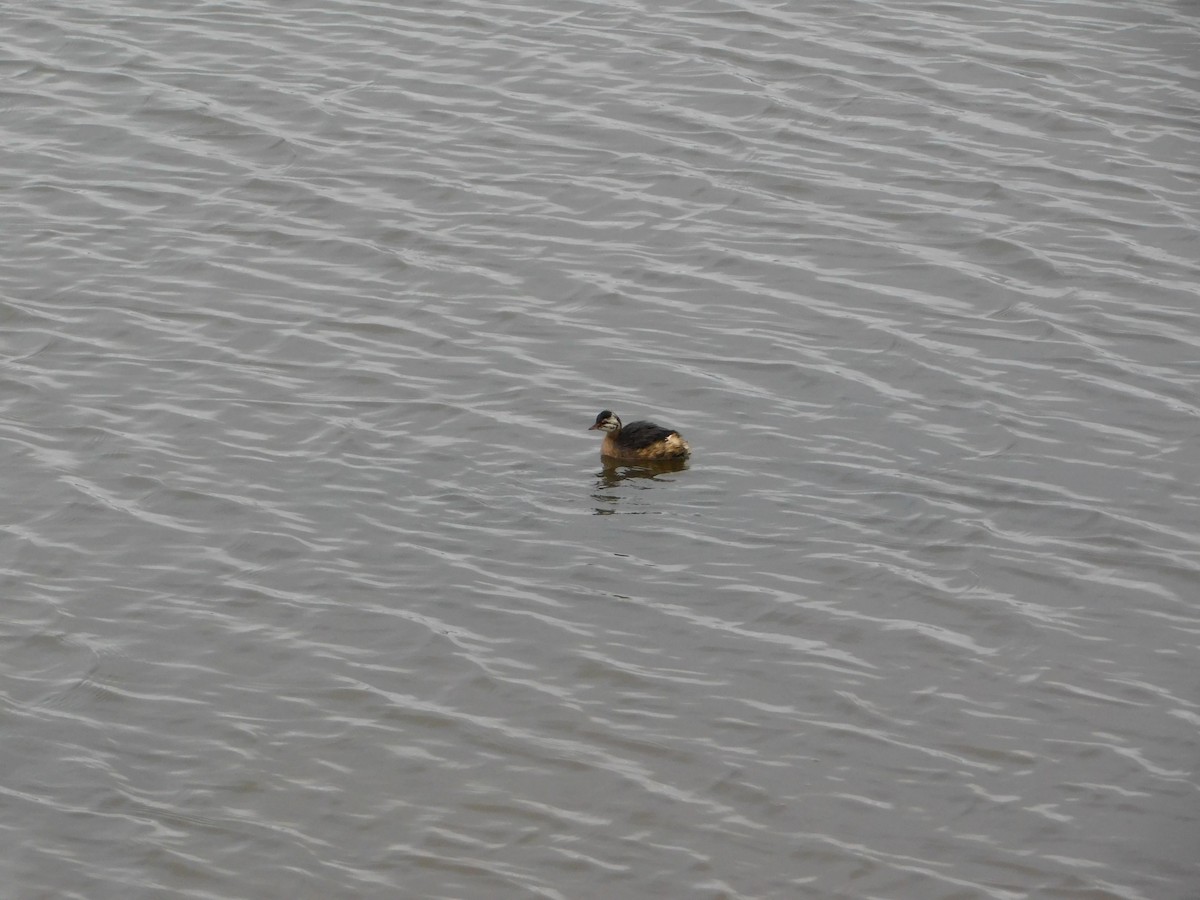 White-tufted Grebe - ML656926783