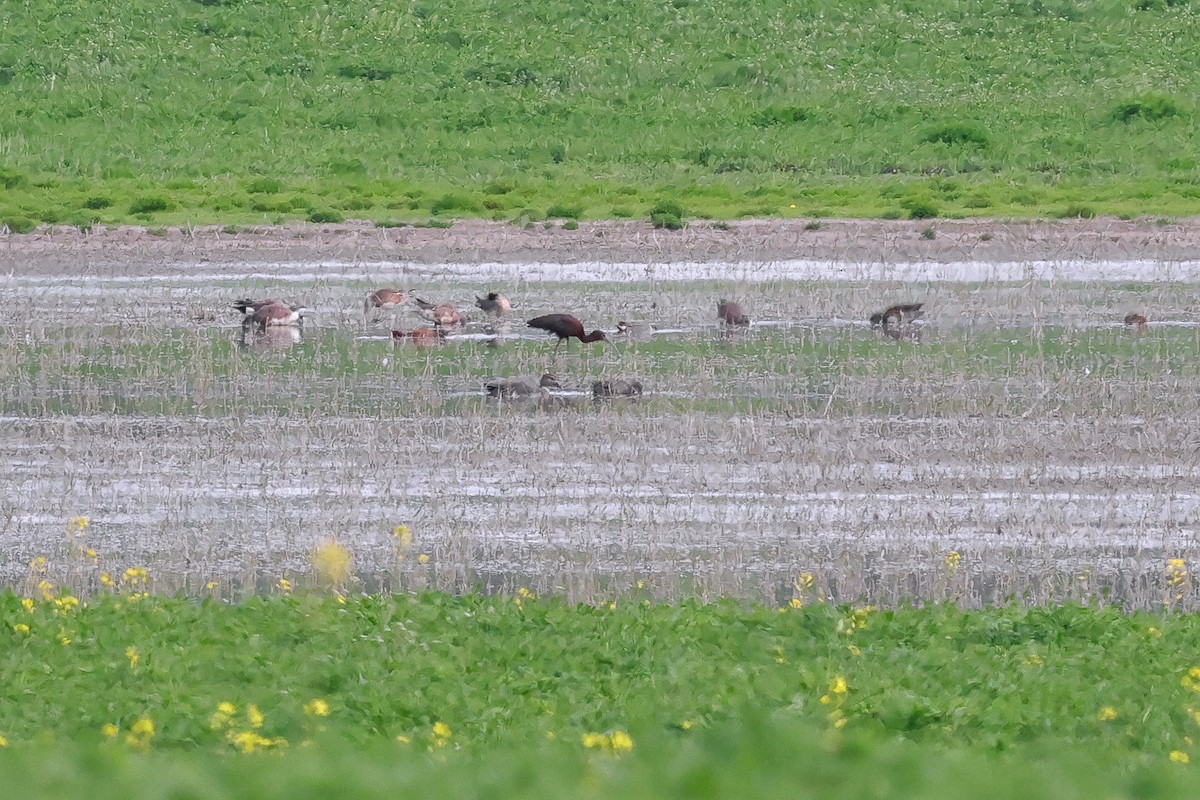 White-faced Ibis - ML656927020
