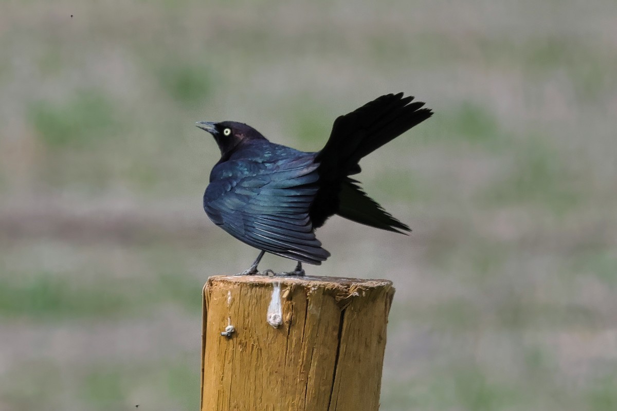 Brewer's Blackbird - ML656927081