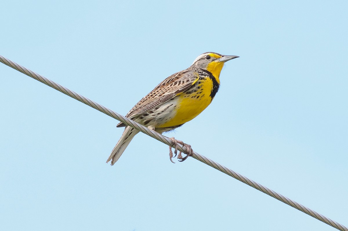 Western Meadowlark - ML656927096