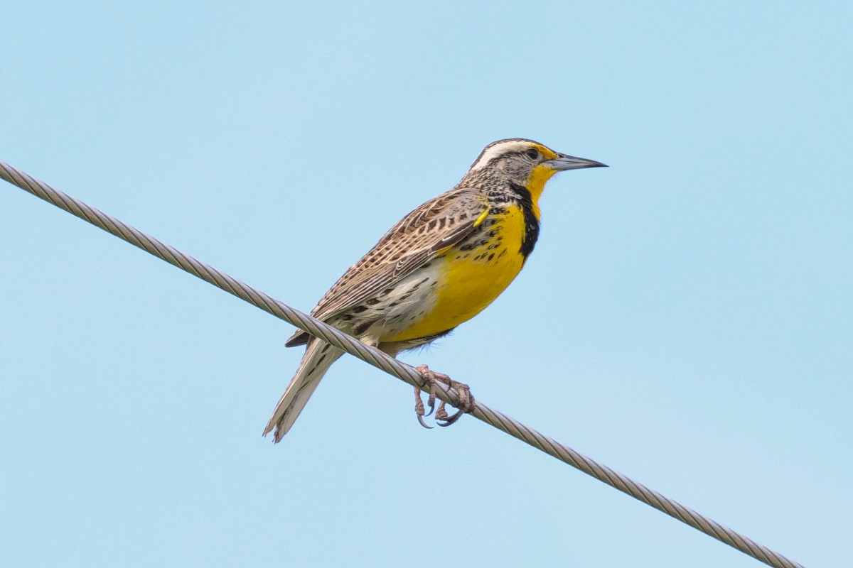 Western Meadowlark - ML656927097