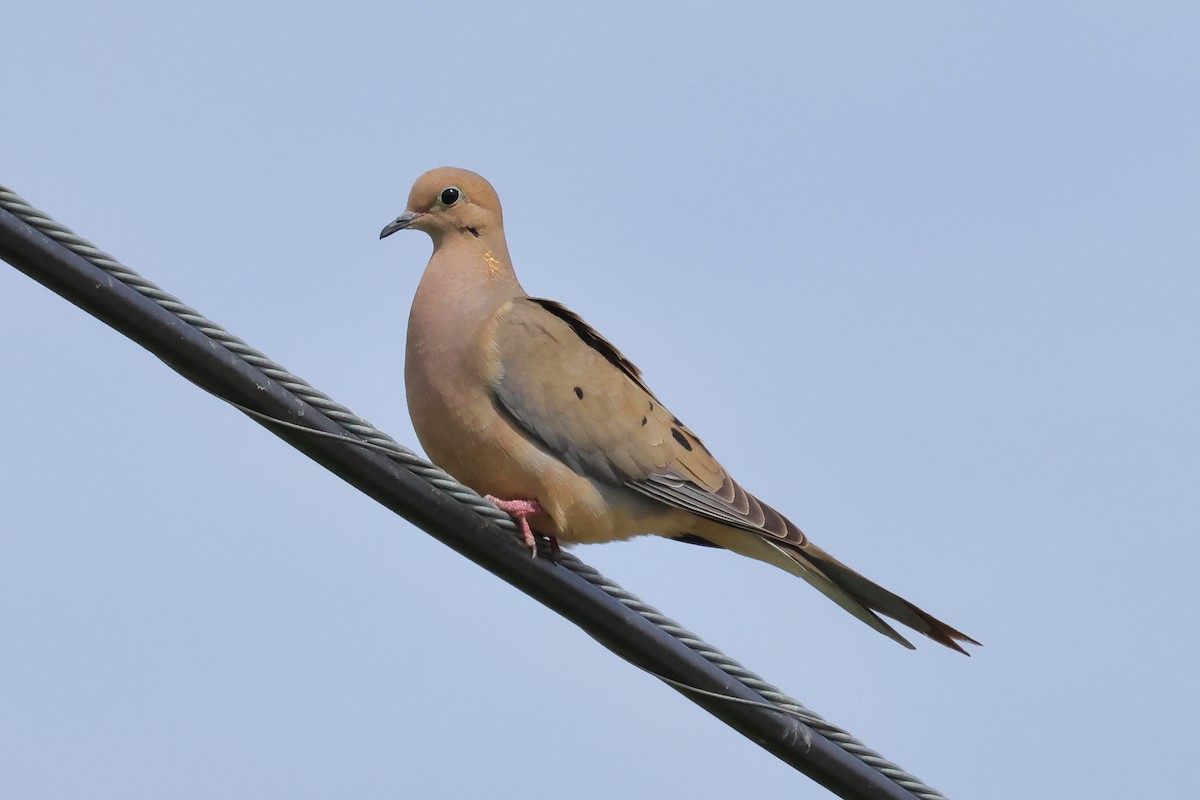 Mourning Dove - ML656927136