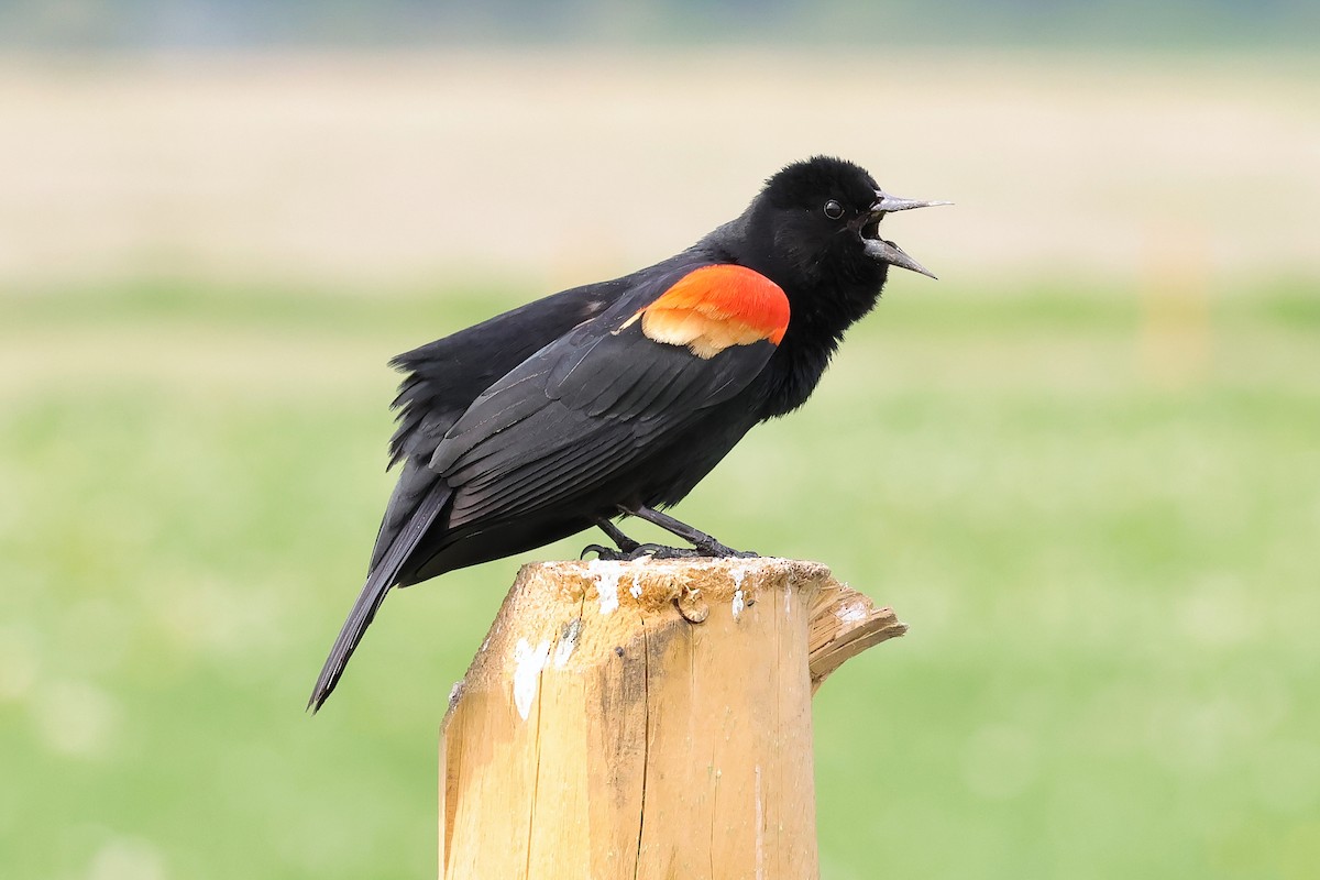 Red-winged Blackbird - ML656927155