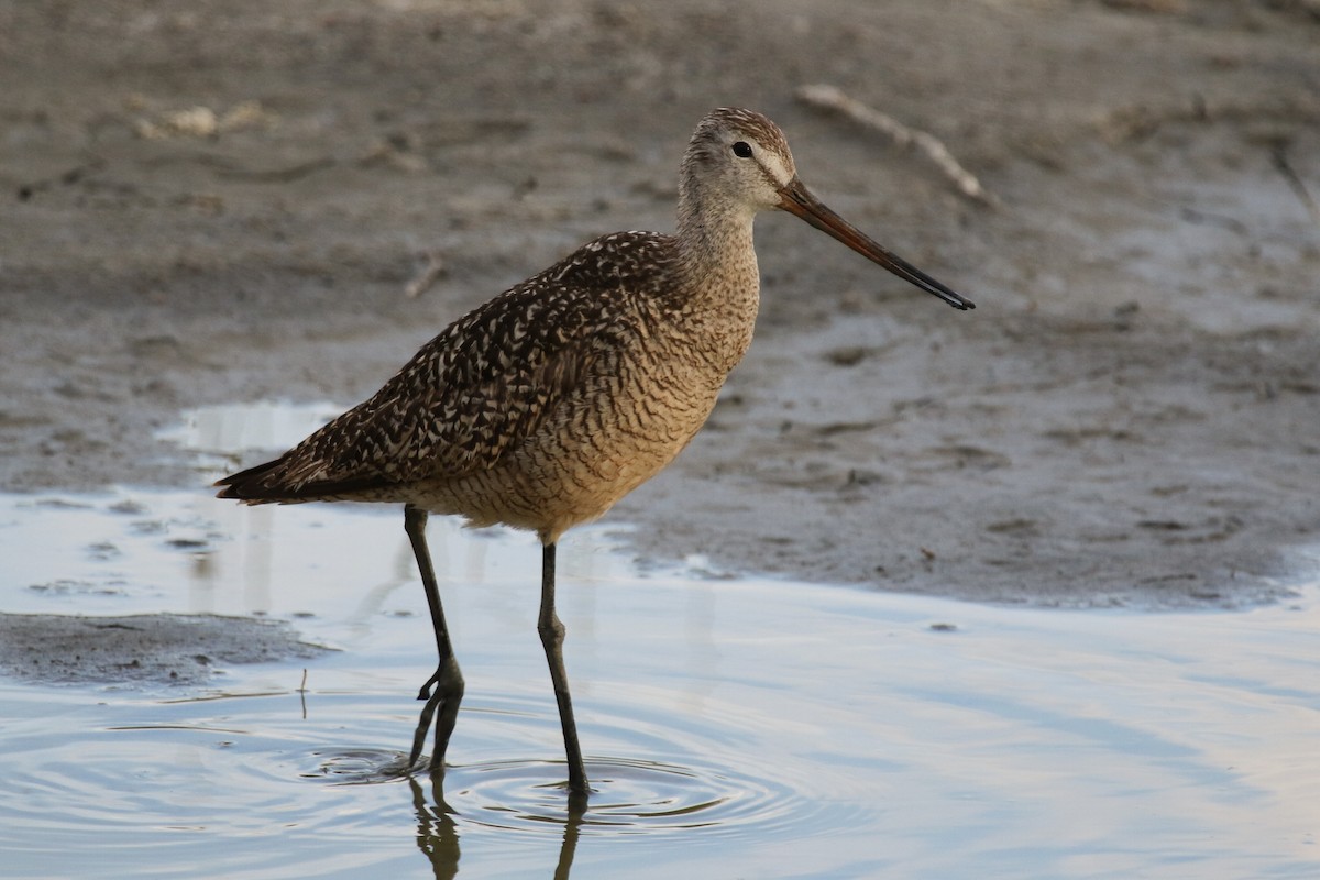 Marbled Godwit - ML65692811