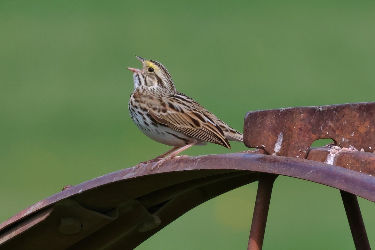 Savannah Sparrow - ML656928195