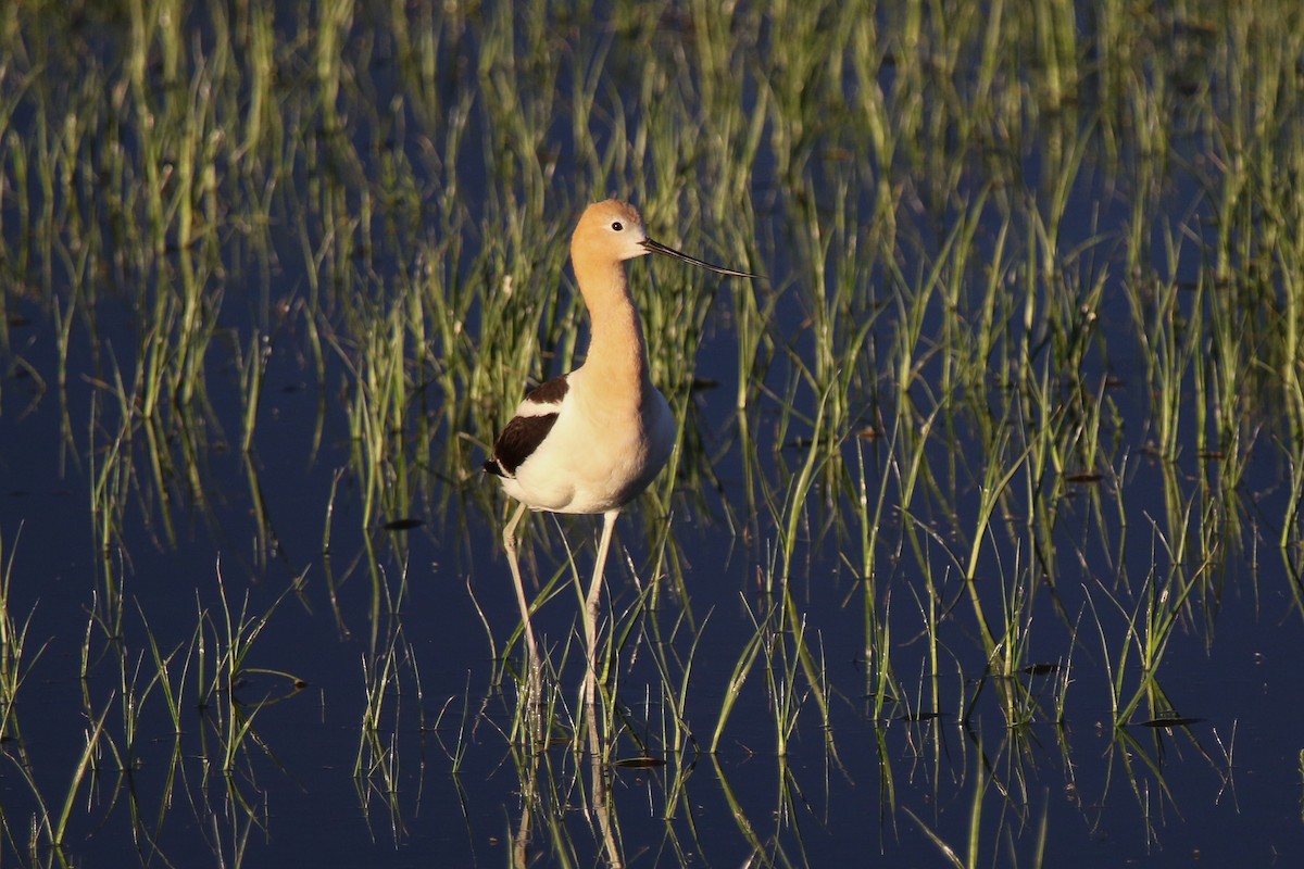 Avocette d'Amérique - ML65692831