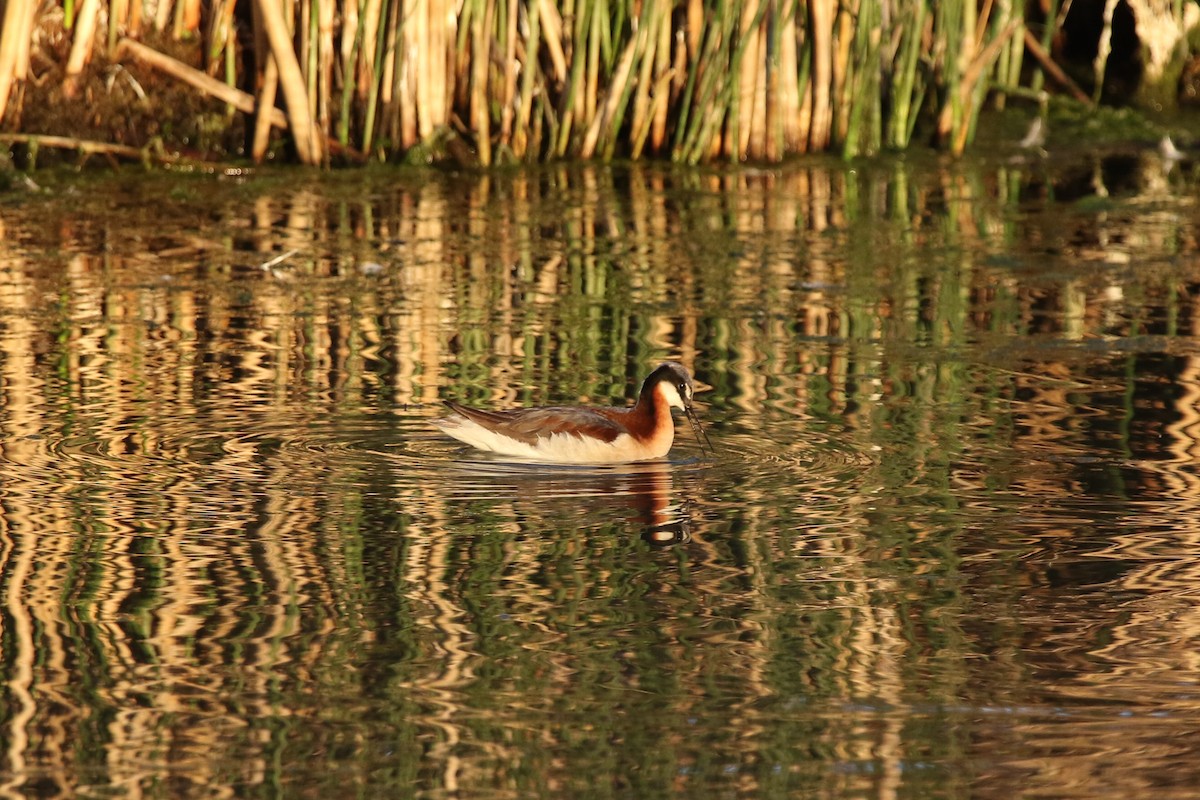 Wilson's Phalarope - ML65692841