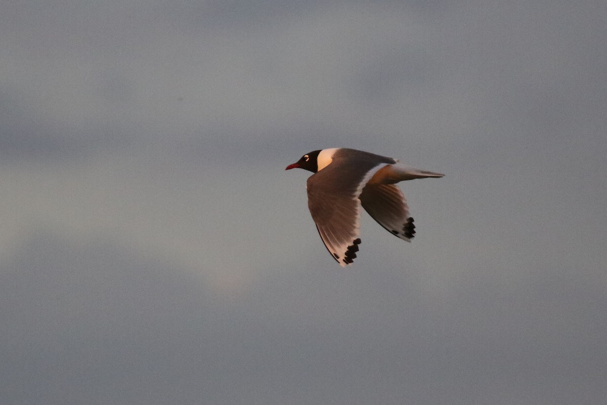 Franklin's Gull - ML65692851