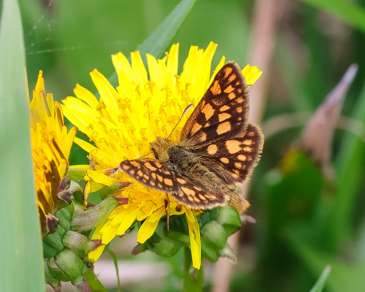 Western Arctic Skipper - ML656928516
