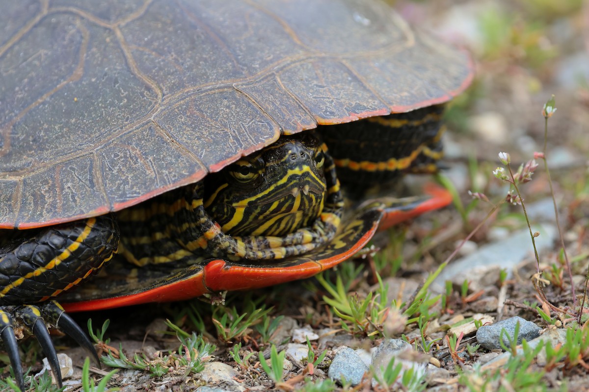 Western Painted Turtle - ML656928518