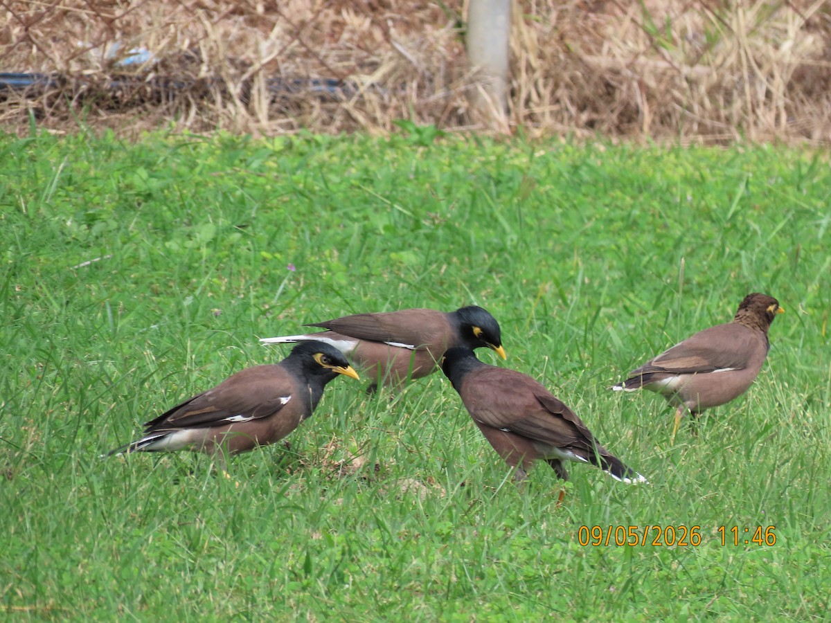 Common Myna - Acridotheres tristis - Media Search - Macaulay Library ...