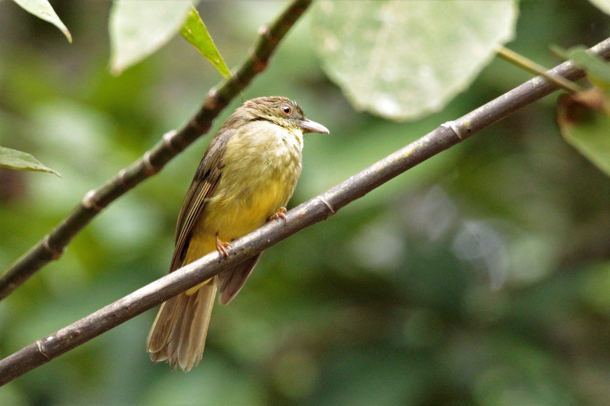 Bulbul de Finsch - ML65693031