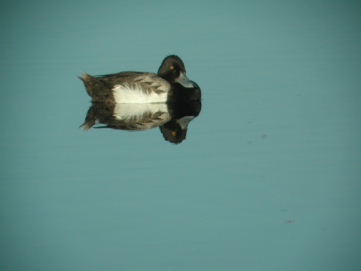 Lesser Scaup - ML65693061