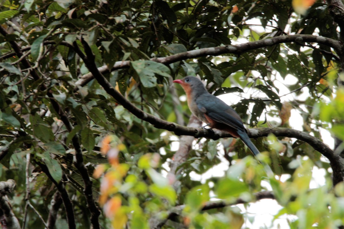 Red-billed Malkoha - ML65693071