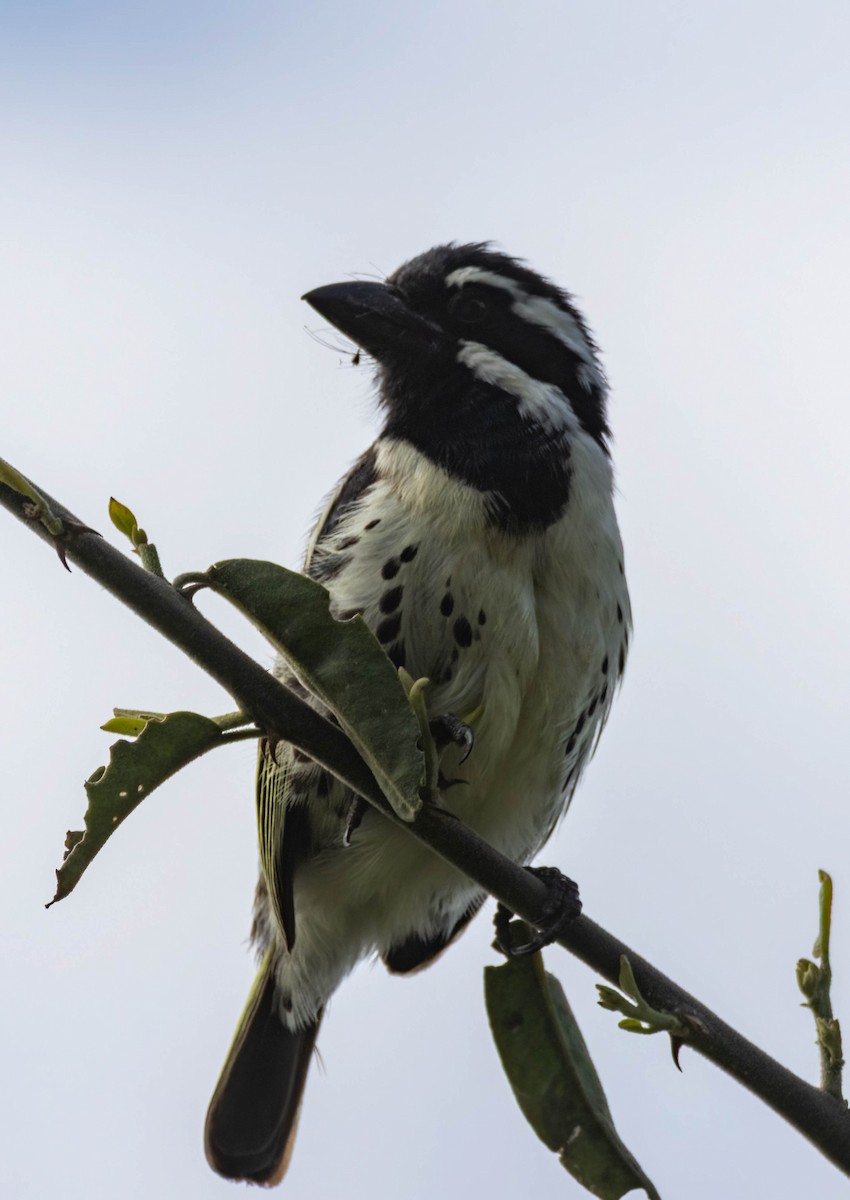 Spot-flanked Barbet - ML656931119