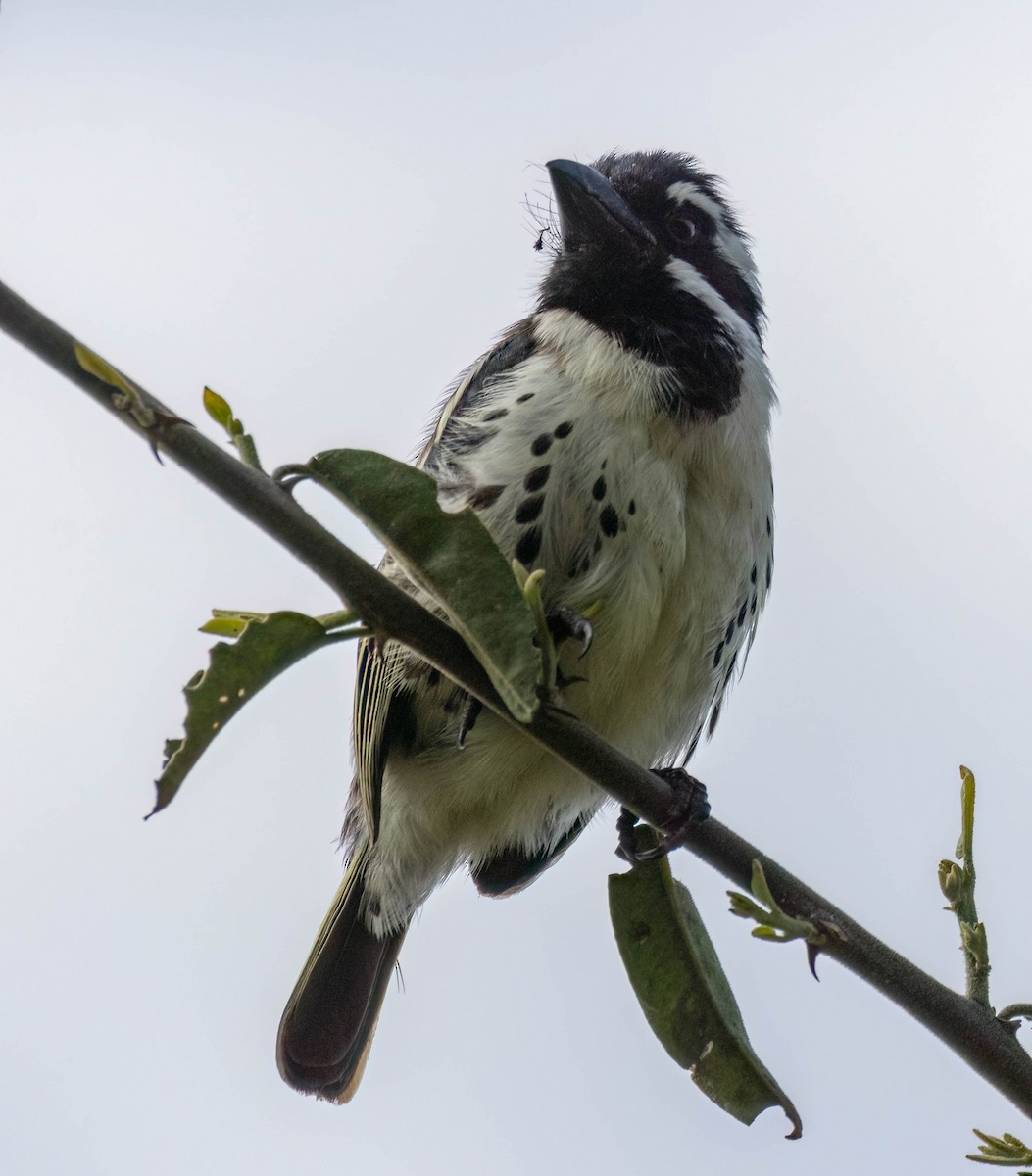 Spot-flanked Barbet - ML656931120