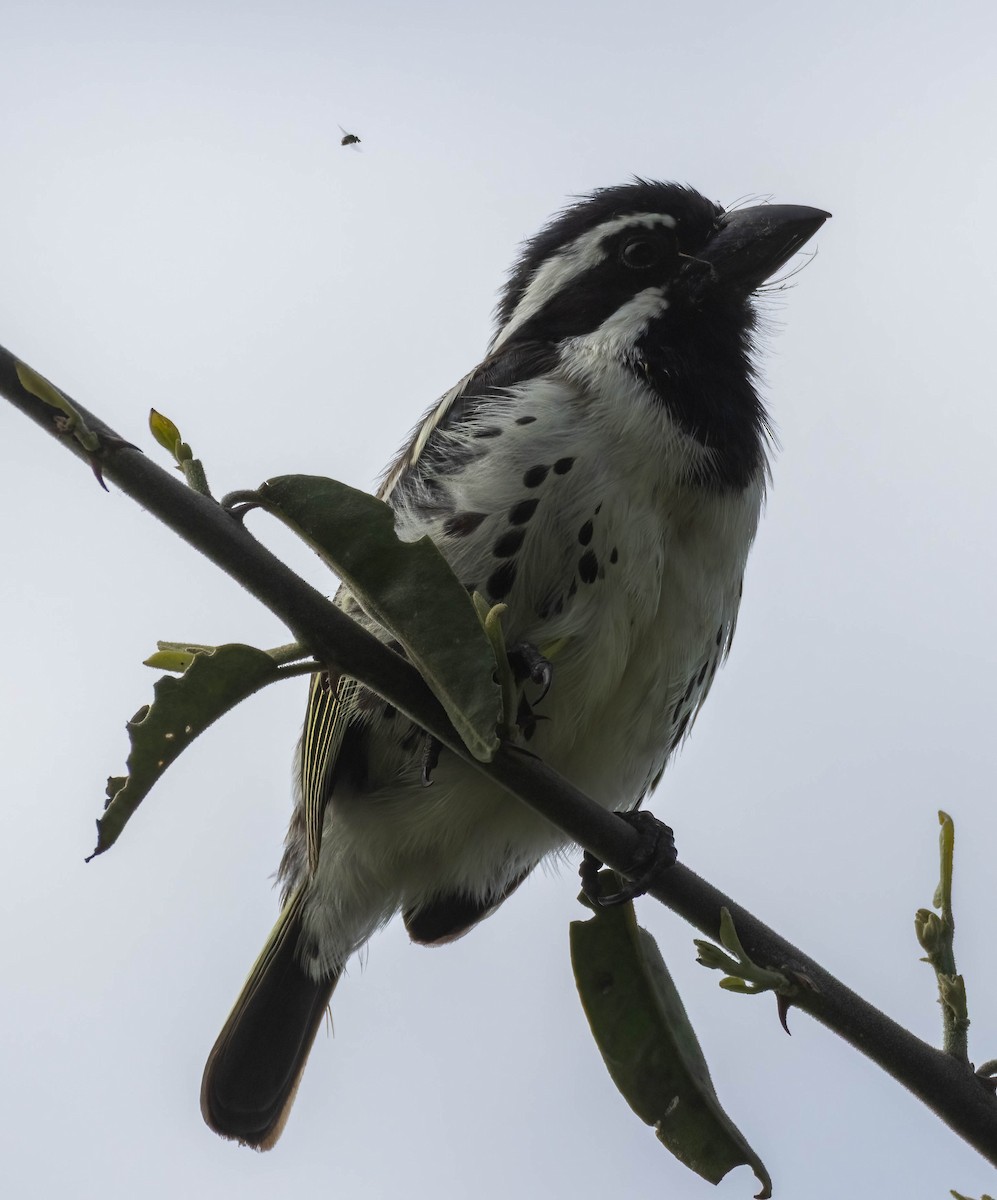 Spot-flanked Barbet - ML656931121