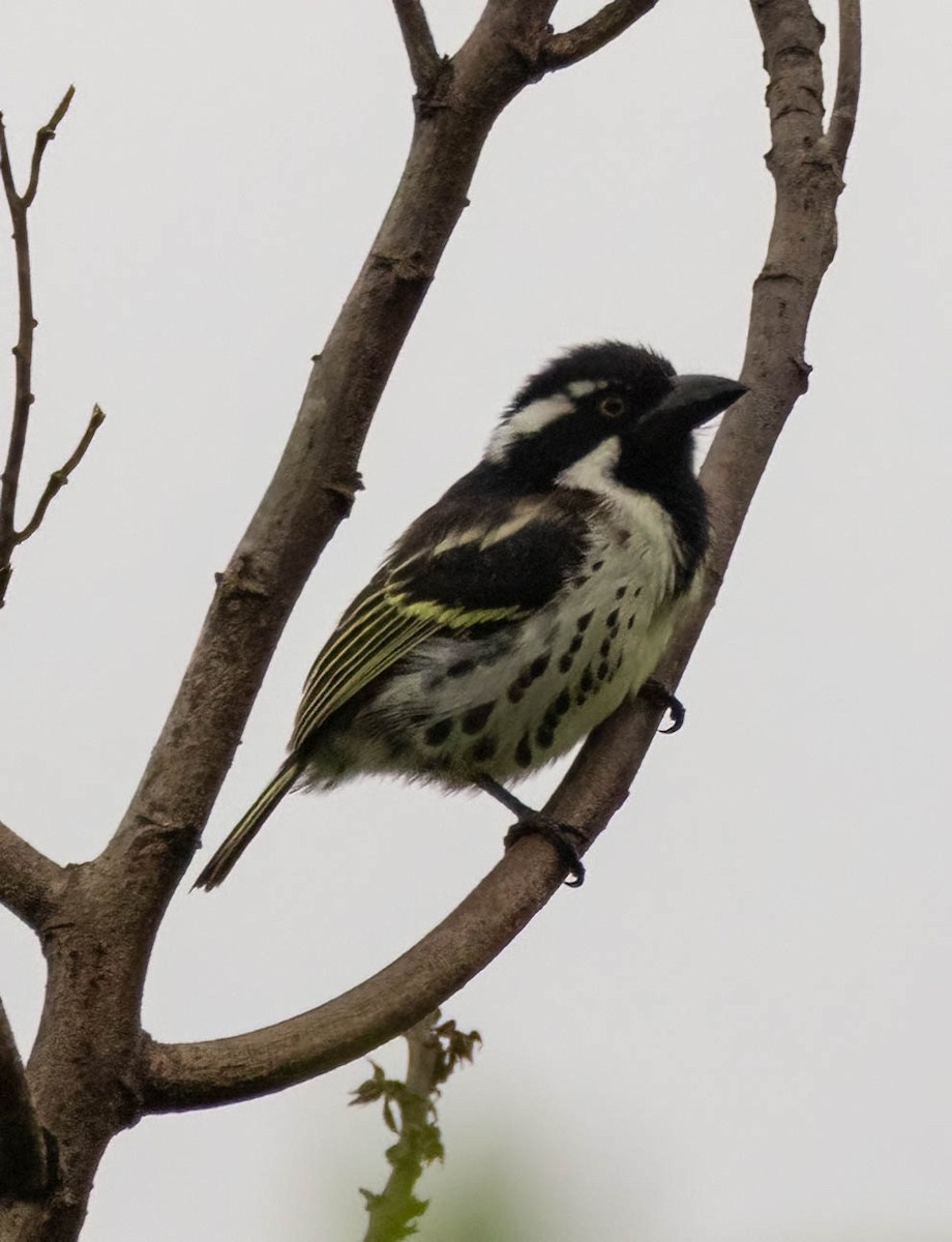 Spot-flanked Barbet - ML656931146