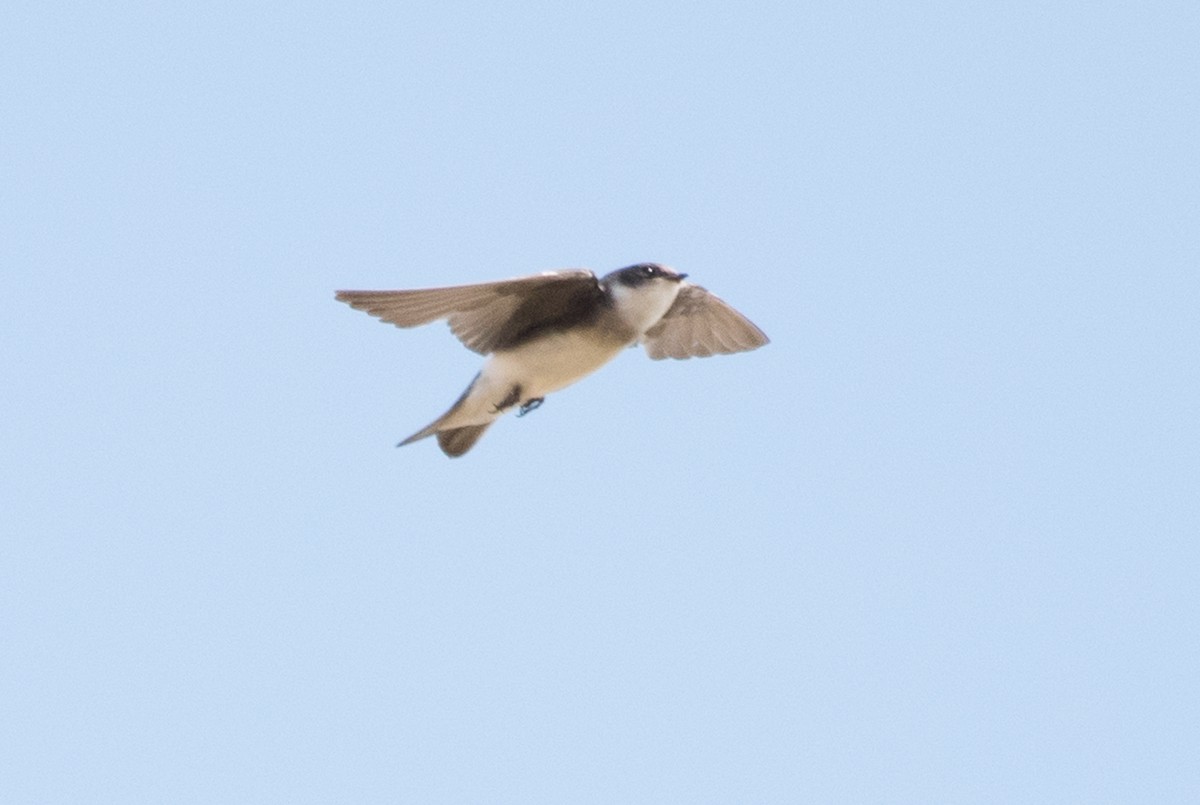Tree Swallow - ML65693141