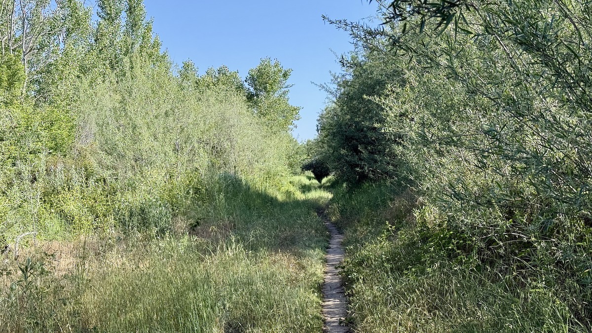 null - ML656933819