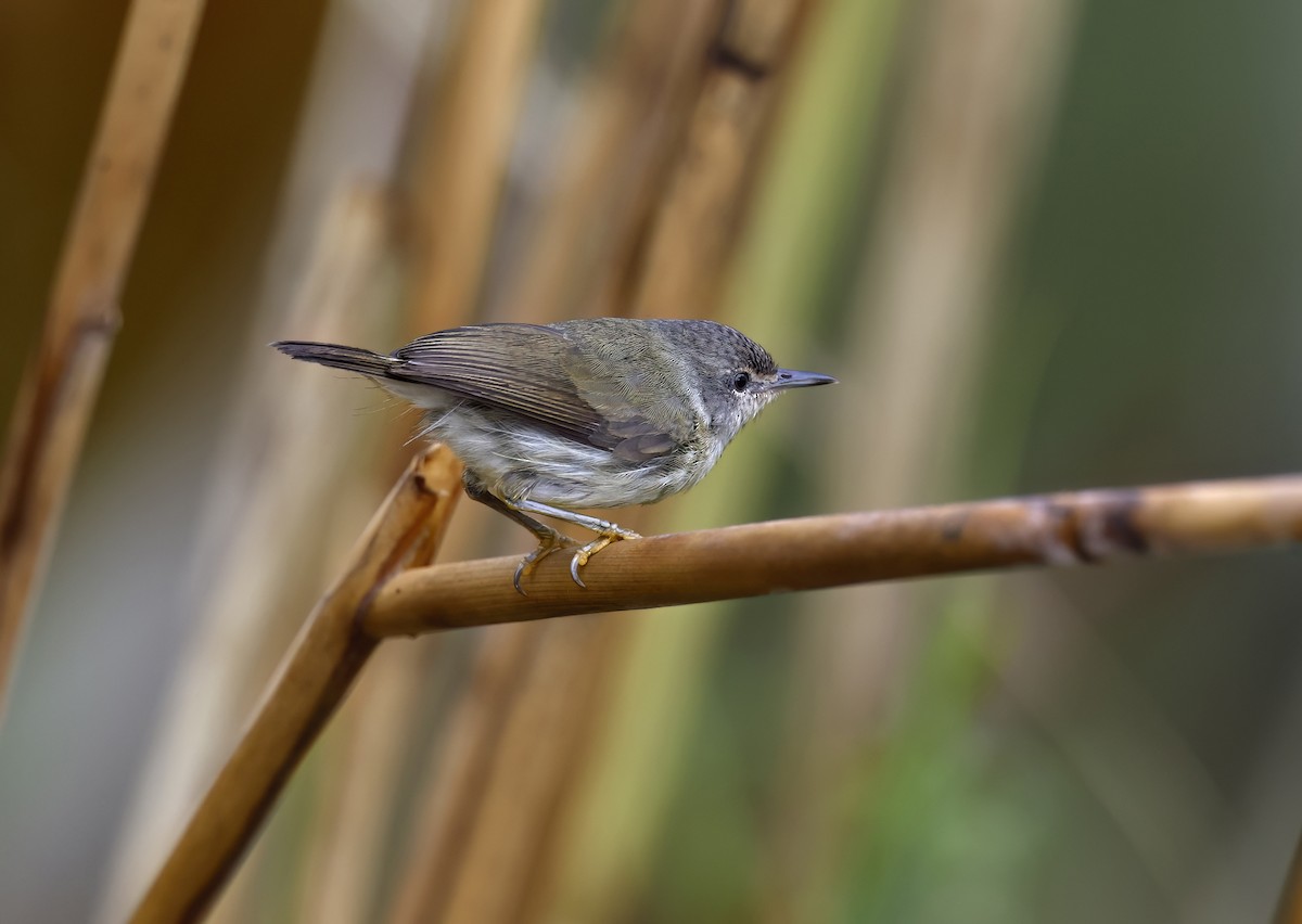 Mindanao Plumed-Warbler - ML656935036