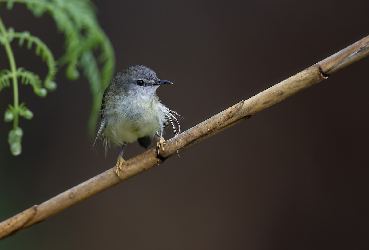 Mindanao Plumed-Warbler - ML656935037