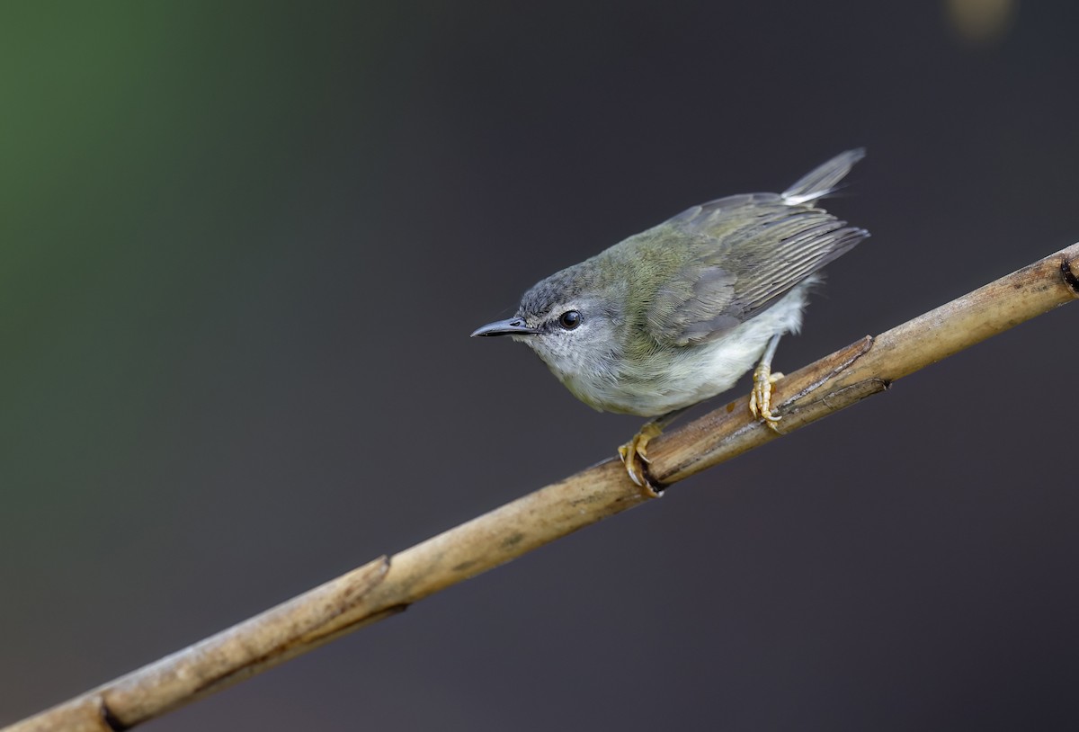 Mindanao Plumed-Warbler - ML656935041