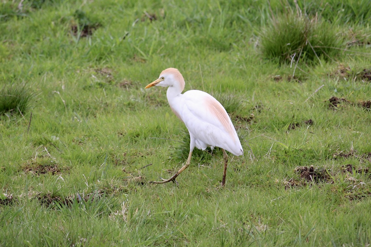 eBird Checklist - 8 May 2026 - Highland Rd., Brunswick - 12 species
